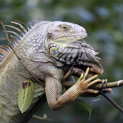 Over de voortplanting