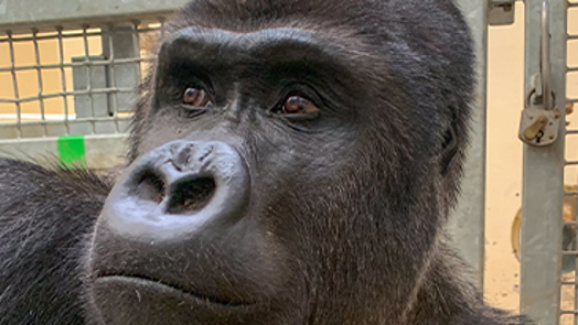 Burgers' Zoo ontvangt zilverrug uit Warschau