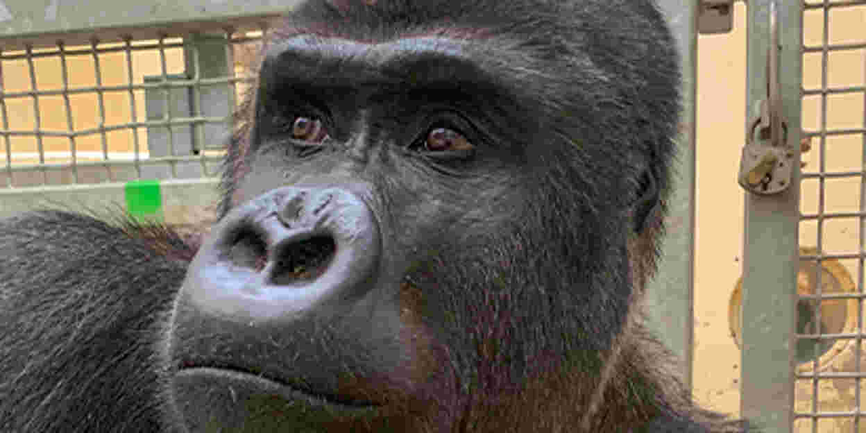 Burgers' Zoo ontvangt zilverrug uit Warschau