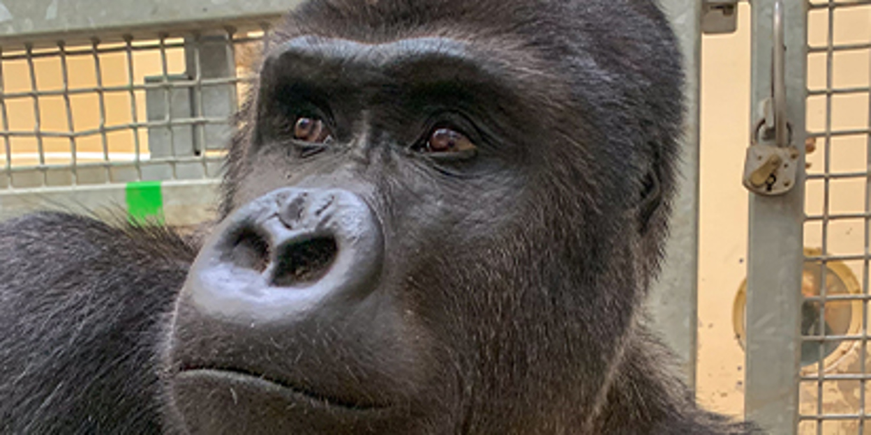 Burgers' Zoo ontvangt zilverrug uit Warschau