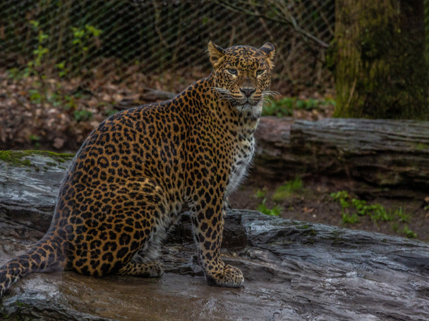 📅30 april - Wat gebeurd er als het vrouwtje drachtig is?