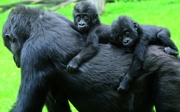 Gorillatweeling alweer één jaar!