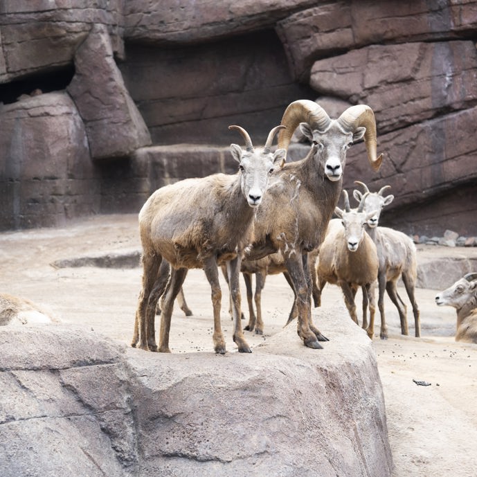 Dikhoornschapen vertrokken