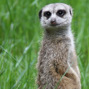 Lees meer over: Stokstaartje