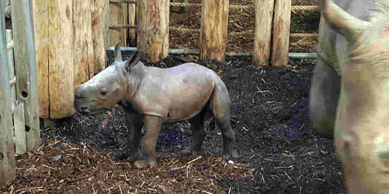 Neushoornjong geboren in Burgers' Zoo