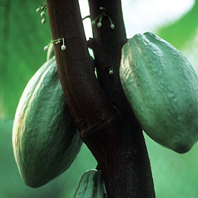Cacaoboom