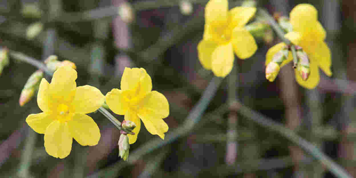 Wel bloemen, geen bladeren