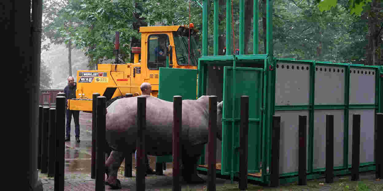 Driejarige neushoorn start vrijgezellenbestaan
