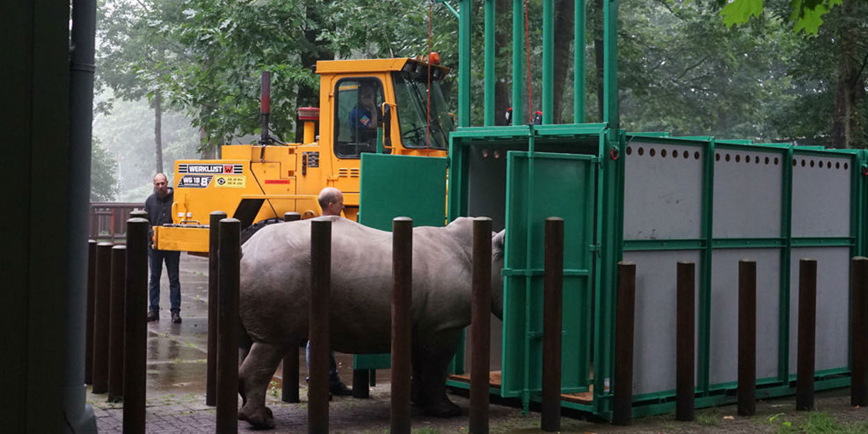 Driejarige neushoorn start vrijgezellenbestaan