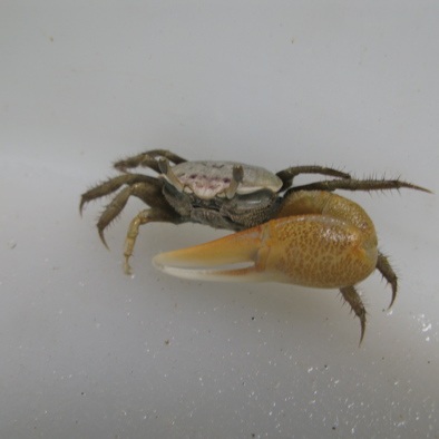 Over de voortplanting