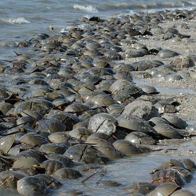 Bedreiging en bescherming