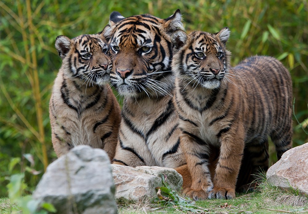 Pekkadillo Meerdere Verbinding Sumatraanse tijger