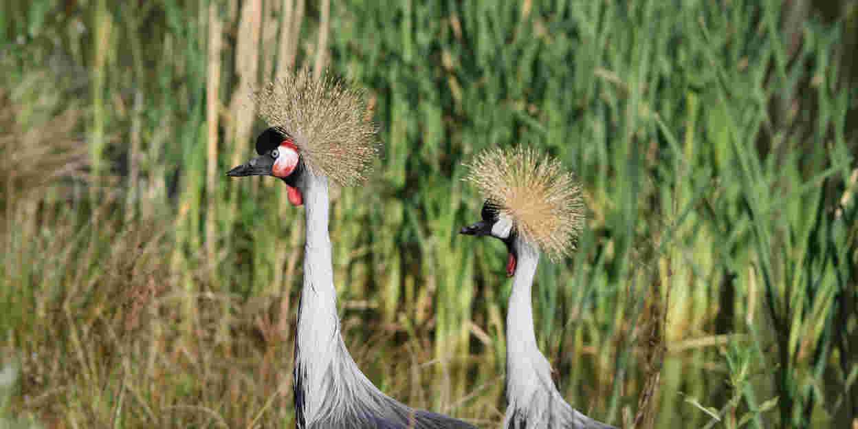 Vogels keren terug