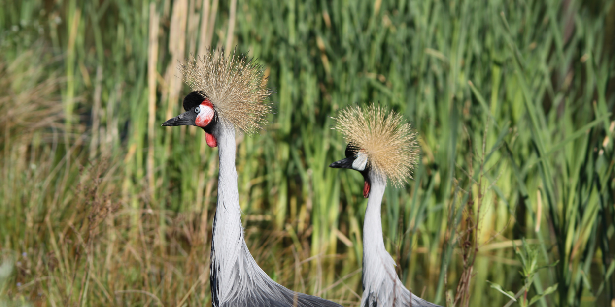 Vogels keren terug