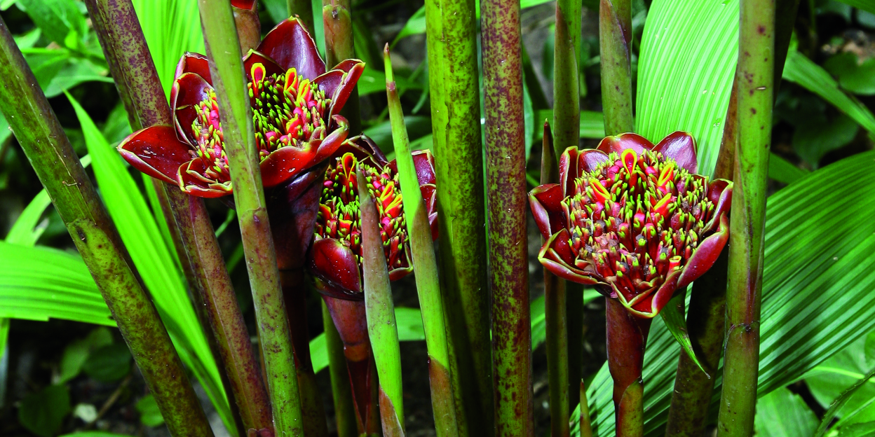 Etlingera hemisphaerica - Spectaculaire bloei!