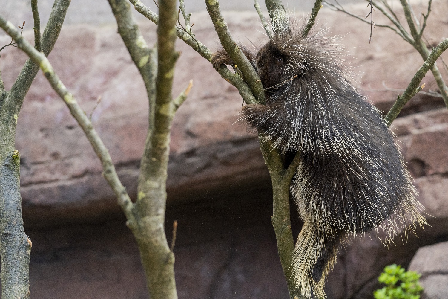 Nieuwe bewoners: Holengravers en boomklimmers