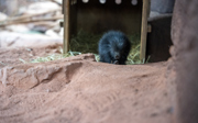 Stekelig geboortenieuws verblijdt Burgers’ Zoo