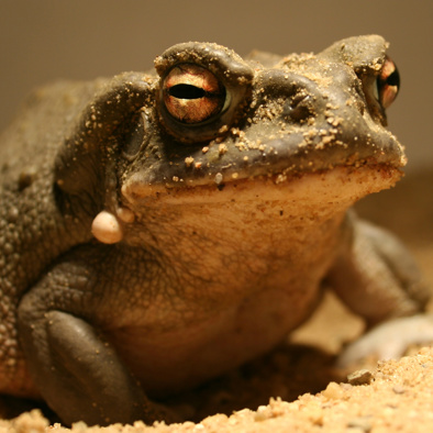 Bedreiging en bescherming