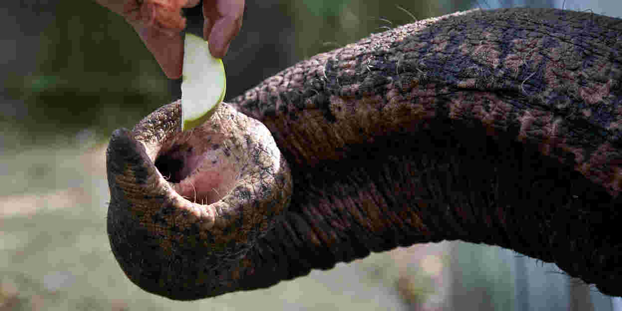 Biomimicry: slim spieken!