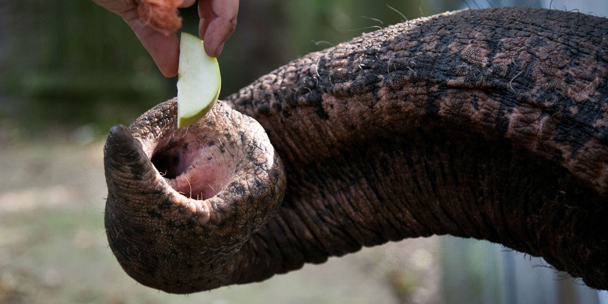 Biomimicry: slim spieken!