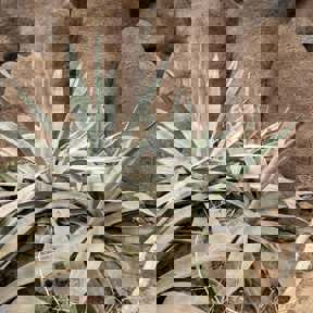 Amerikaanse agave