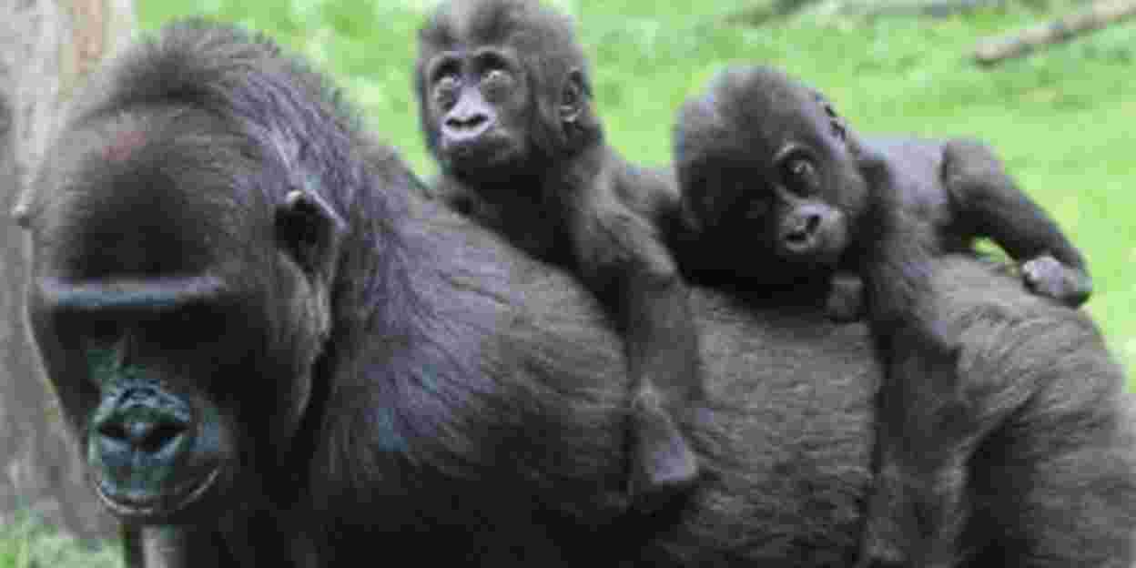 Gorillatweeling scoort Europese primeur