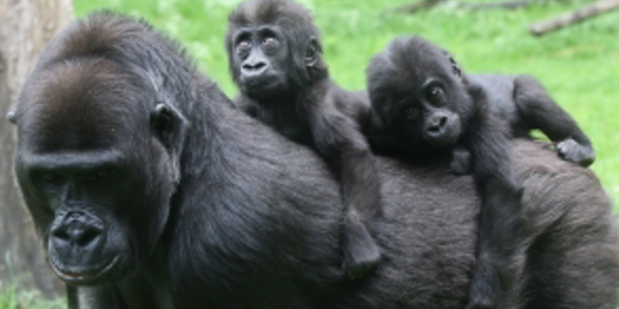 Gorillatweeling scoort Europese primeur