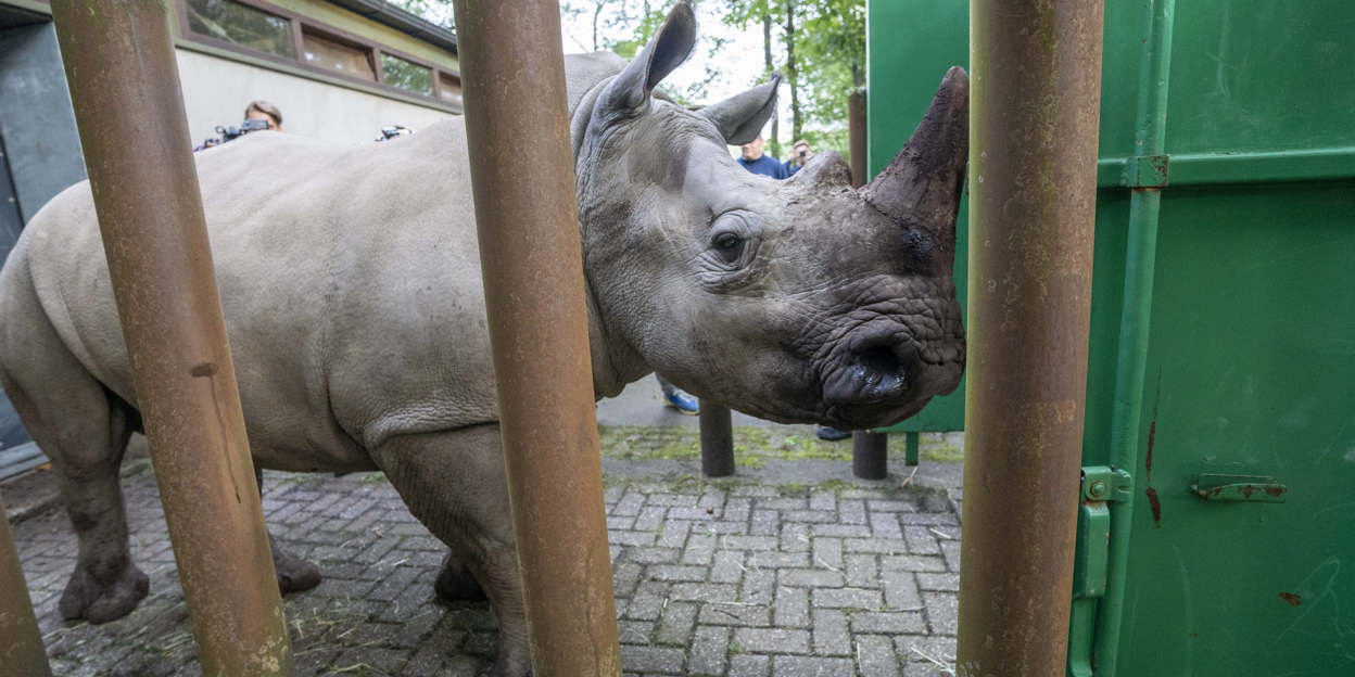 Neushoorn verhuist naar Kaunas 