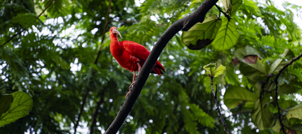 Vroege Vogelwandeling in de Bush