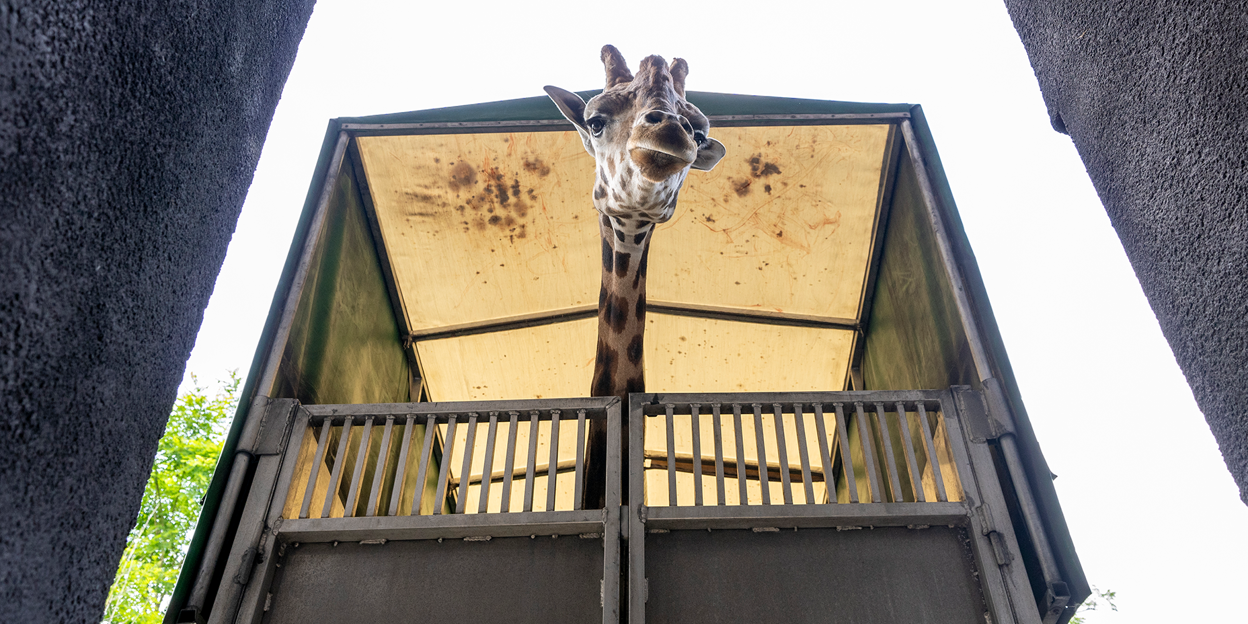 Drie Nederlandse dierenparken ruilen giraffen