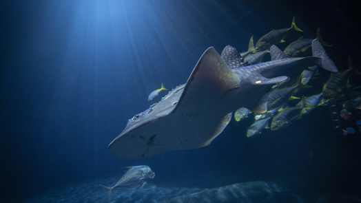 Zeldzame boogbekrog primeur voor Burgers' Ocean 