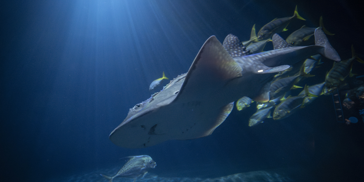 Zeldzame boogbekrog primeur voor Burgers' Ocean 