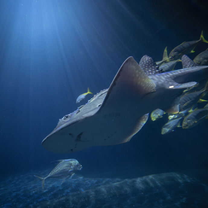 Zeldzame boogbekrog primeur voor Burgers' Ocean