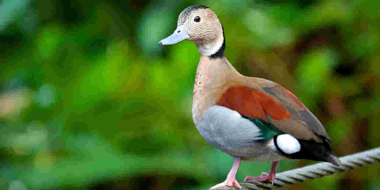 Hoe vang je een vogel in de Bush?