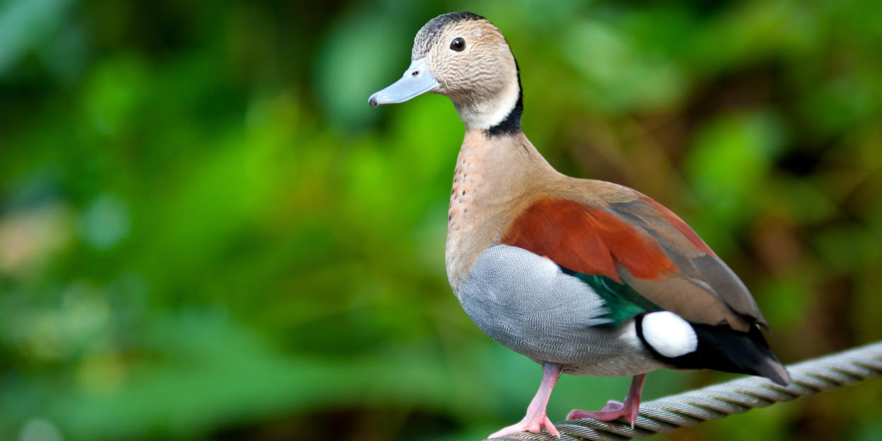 Hoe vang je een vogel in de Bush?