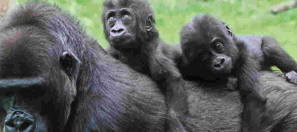 Ouders in het dierenrijk