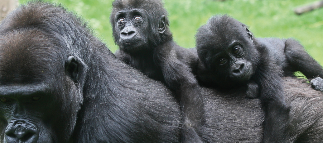 Ouders in het dierenrijk