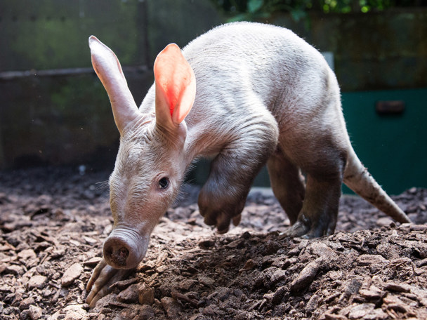 Aardvarkenarrangement