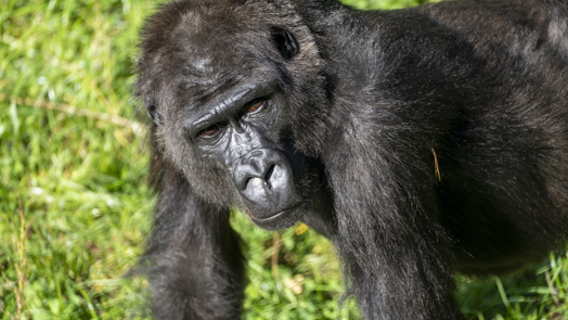 Drie Nederlandse dierenparken ruilen gorilla's
