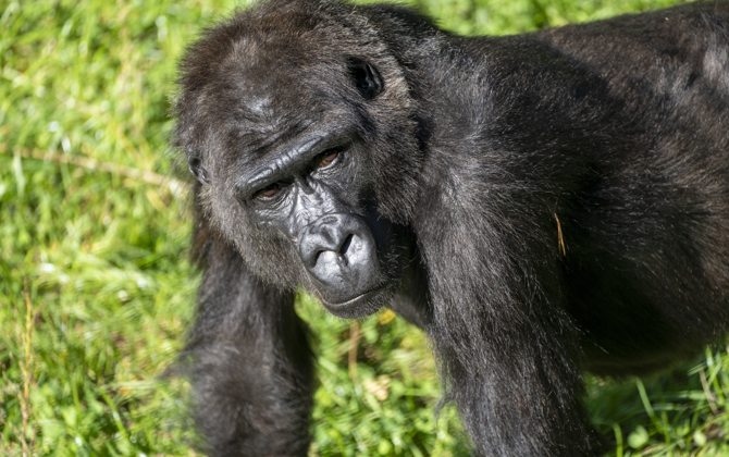 Drie Nederlandse dierenparken ruilen gorilla's
