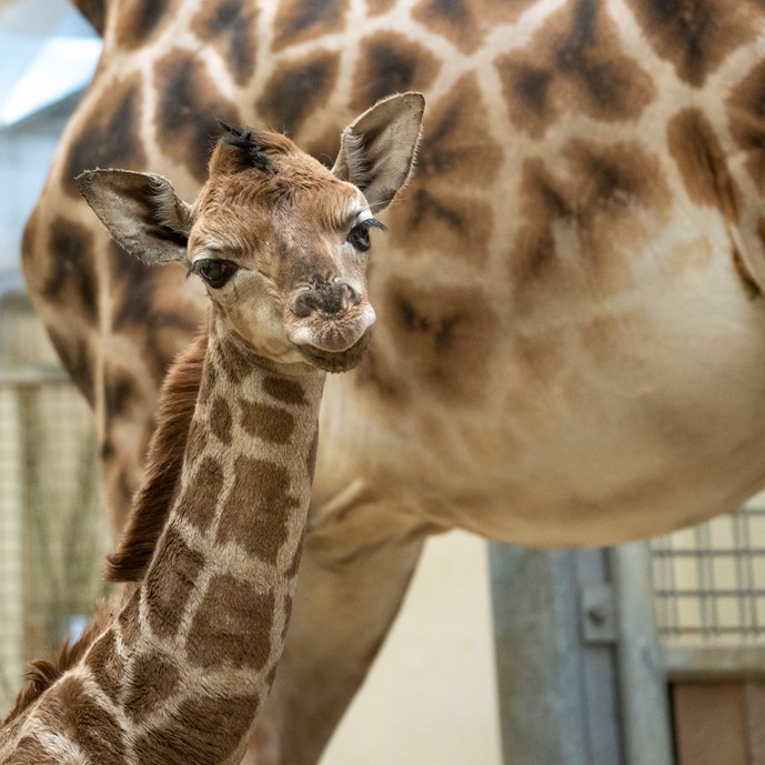Burgers' Zoo verwelkomt jonge giraffe