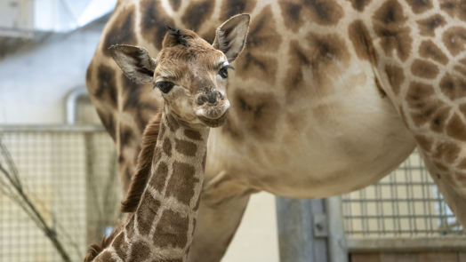 Burgers' Zoo verwelkomt jonge giraffe