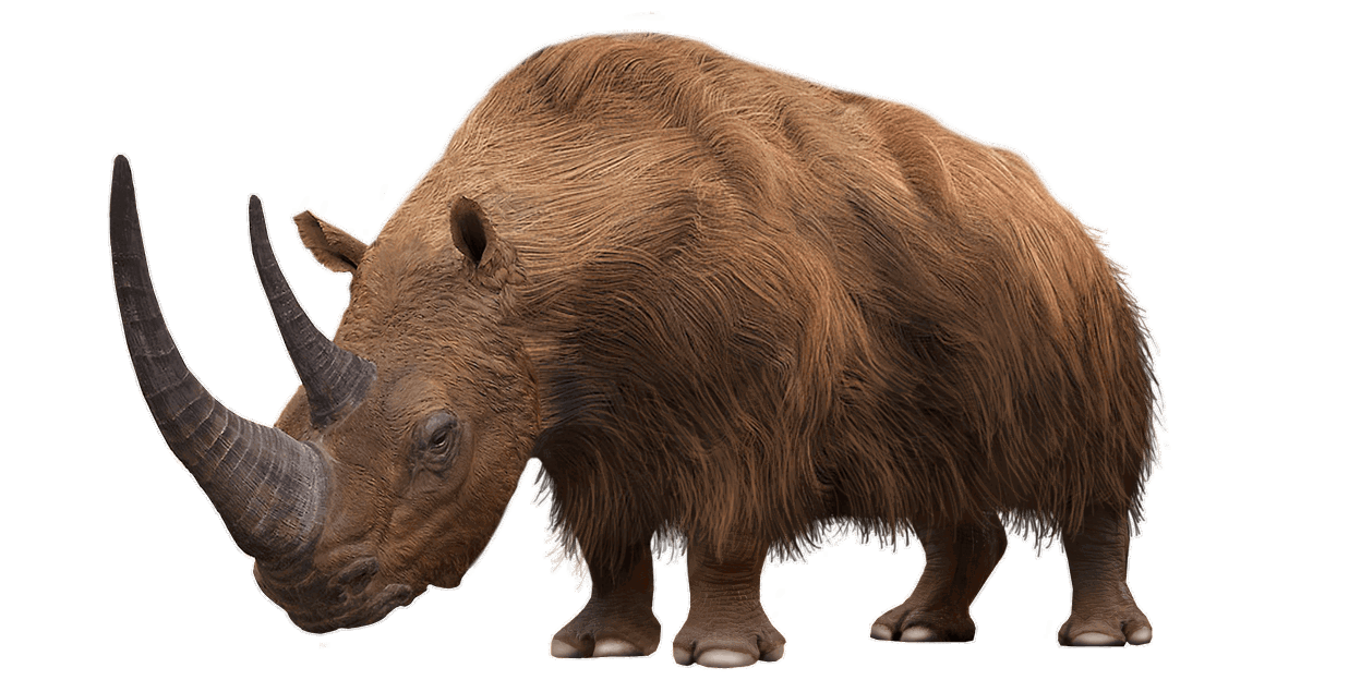 Wolharige neushoorn (Coelodonta antiquitatis)