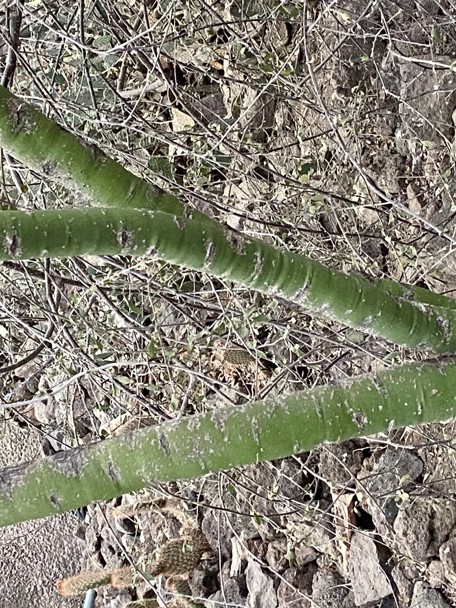 Bijzondere aanpassing aan de leefomgeving