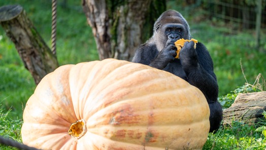 Gorilla's krijgen reuzenpompoen als Halloween-traktatie
