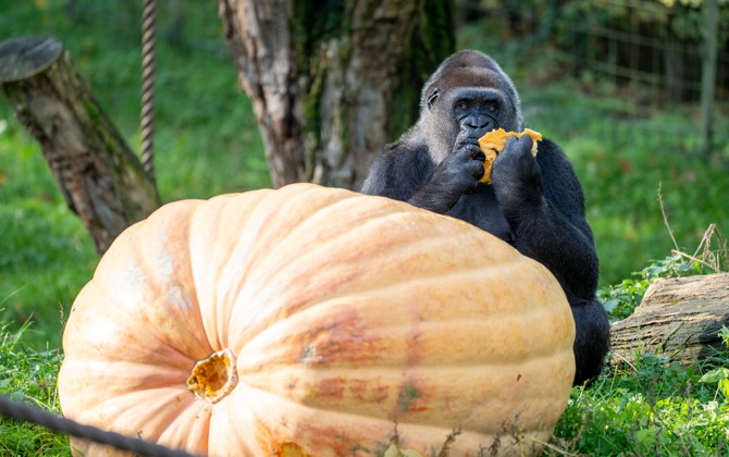 Gorilla's krijgen reuzenpompoen als Halloween-traktatie
