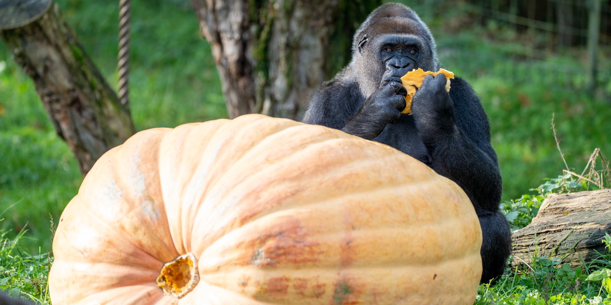 Gorilla's krijgen reuzenpompoen als Halloween-traktatie