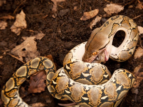 Netpython
