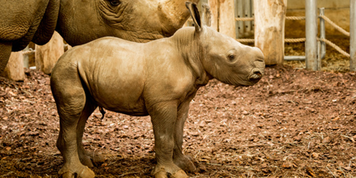 Neushoorn live voor de webcam geboren!