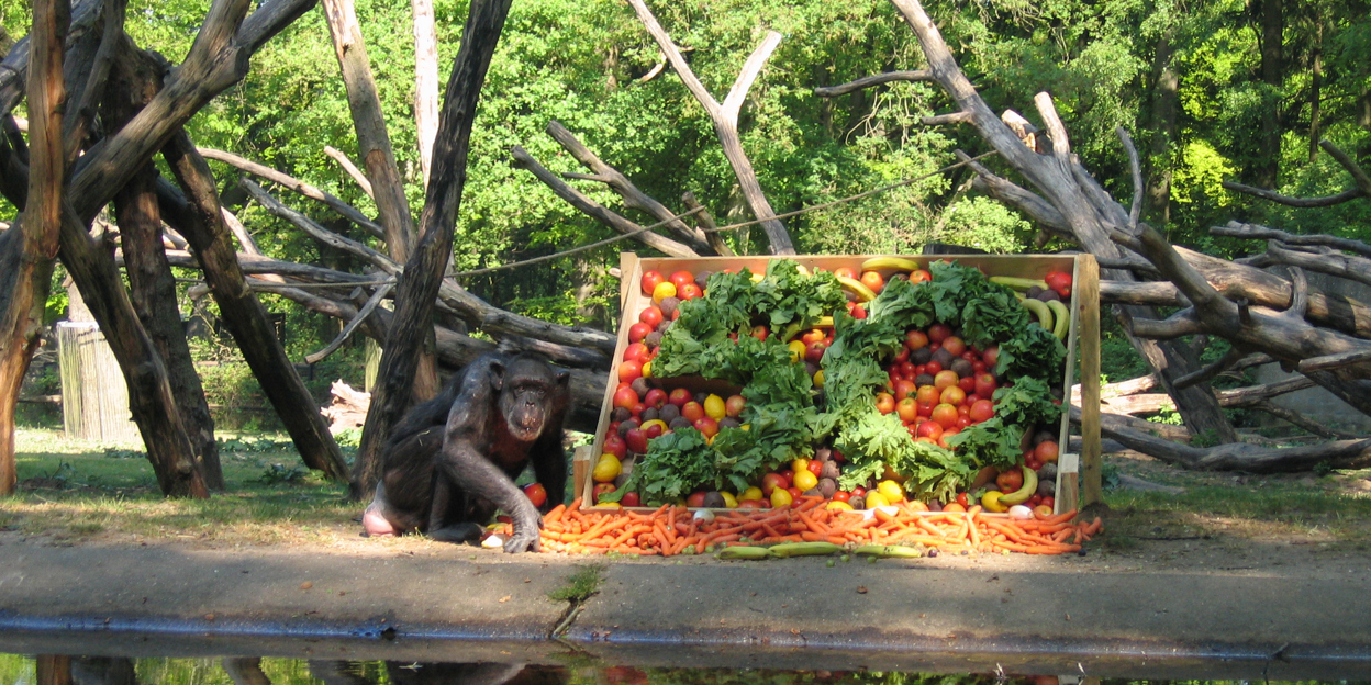Mama, een chimpansee met ‘girl power’!